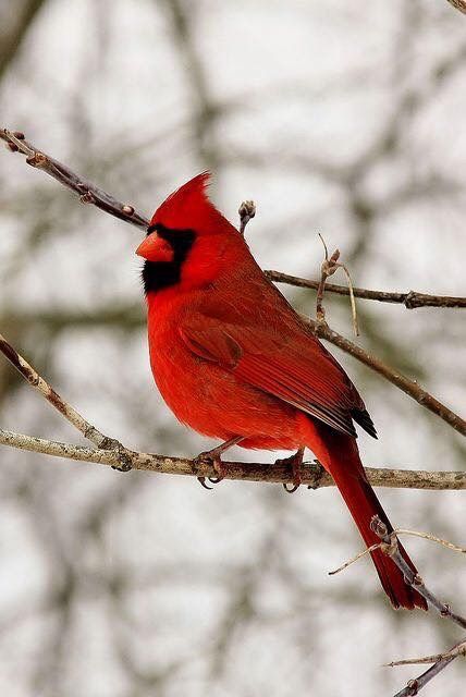 Cardenal decorativo plumas burdeos