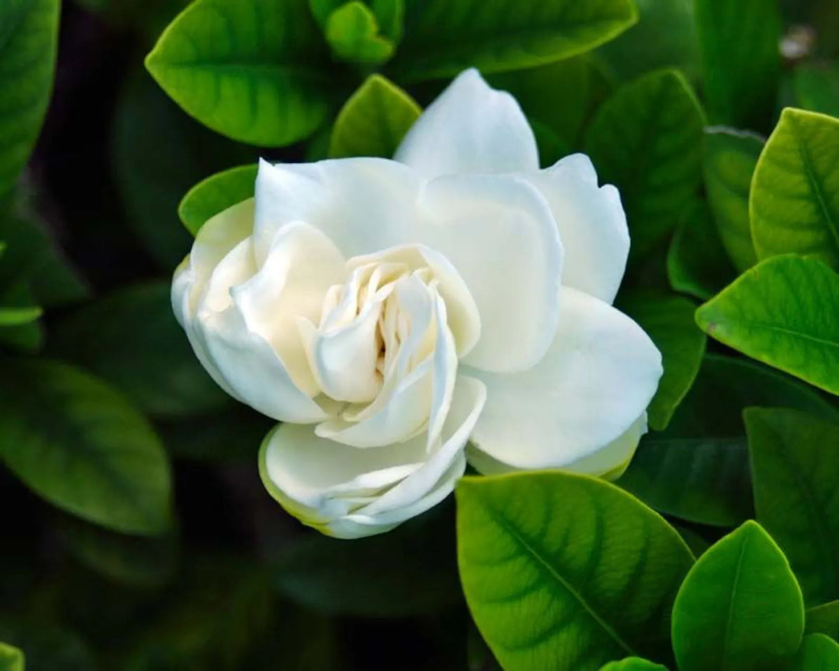 Vela mediana Gardenia