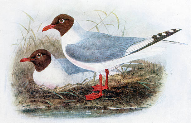 Abridor de chapas gaviota
