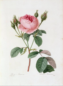 Azucarero Redoute Rose